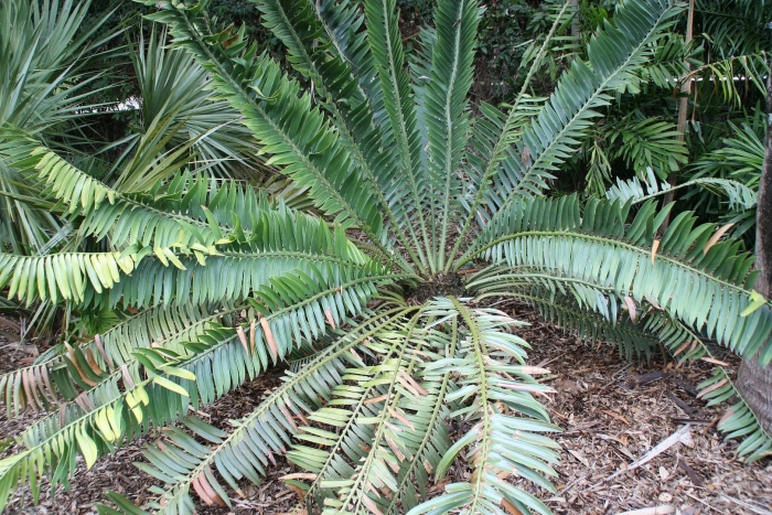 Encephalartos pterogonus
