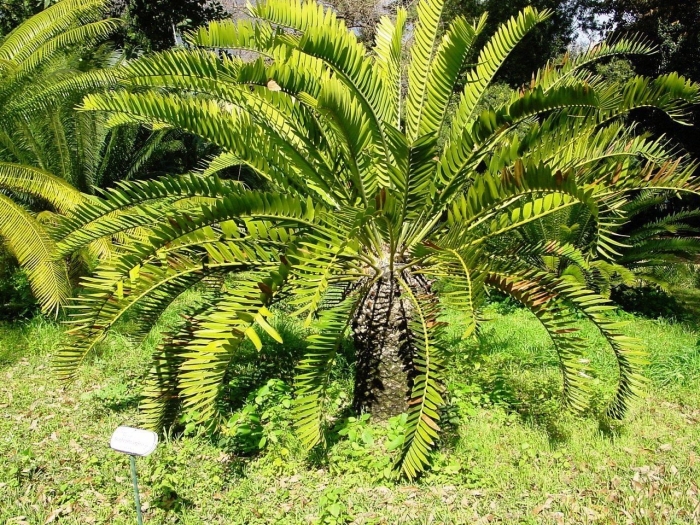 Encephalartos longifolius