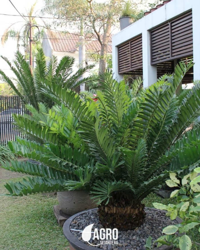 Encephalartos natalensis