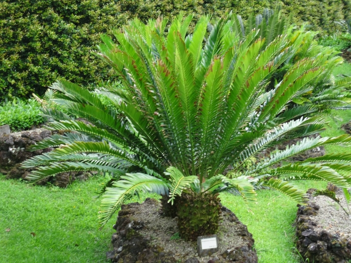 Encephalartos msinganus