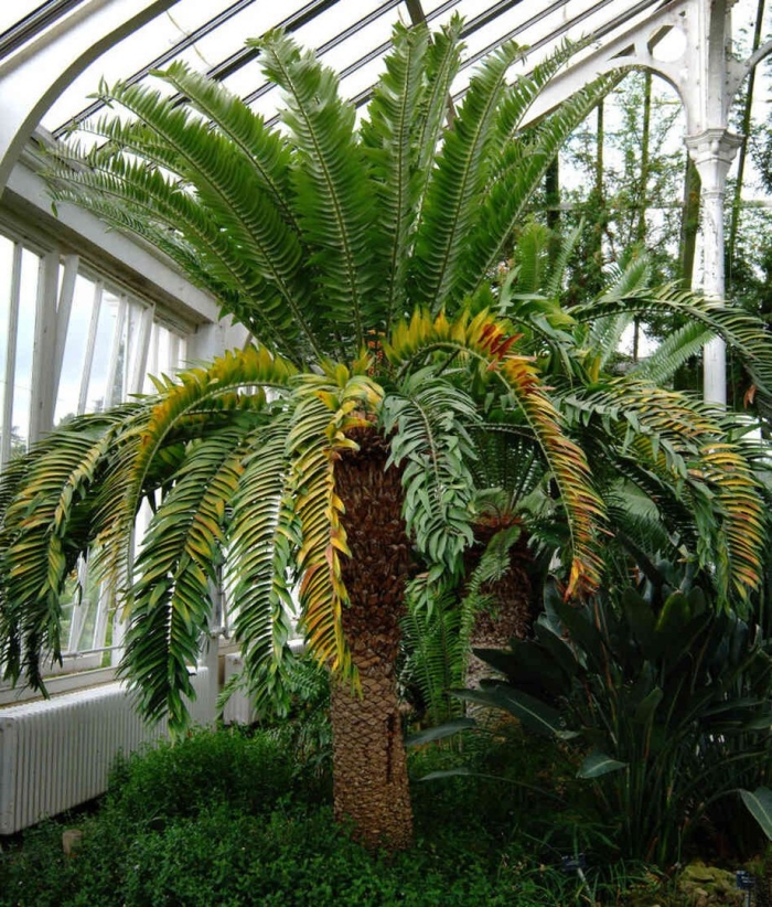 Cycas platyphylla