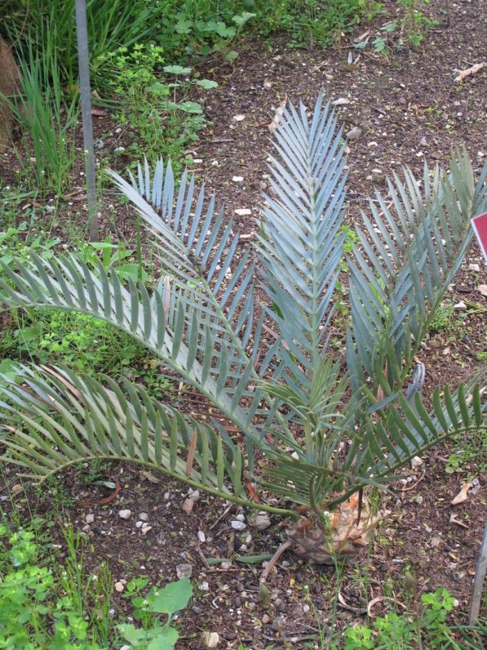 Encephalartos lehmannii