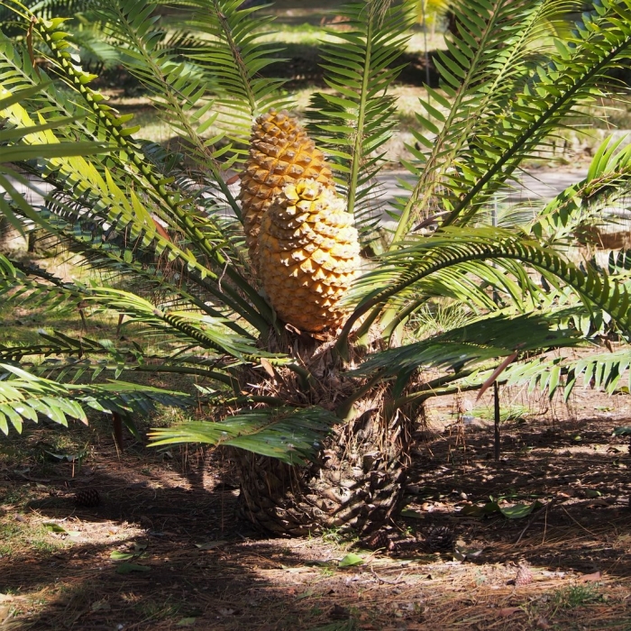 Encephalartos altensteinii
