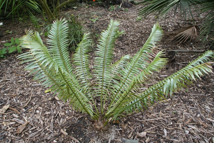 Encephalartos nubimontanus