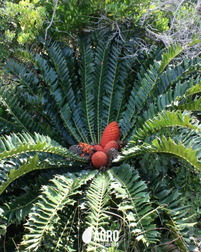 Encephalartos ferox