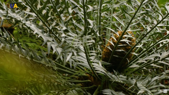 Encephalartos horridus