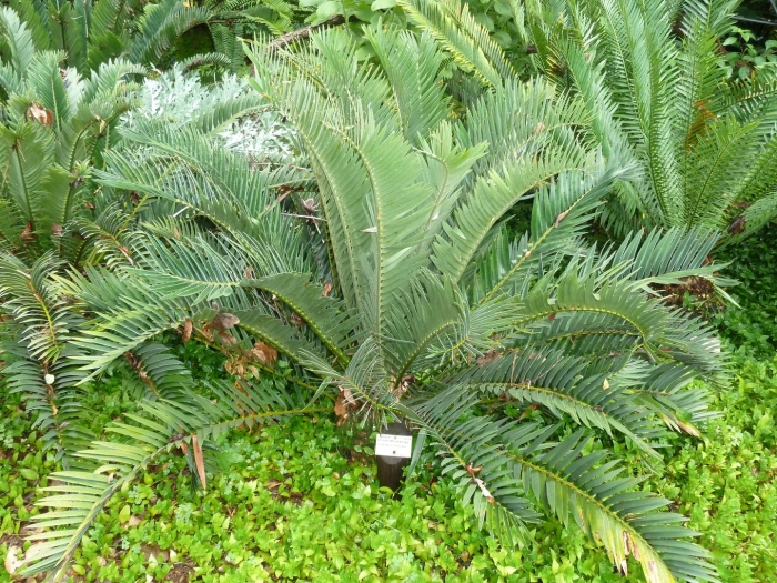 Энцефаляртос вуда