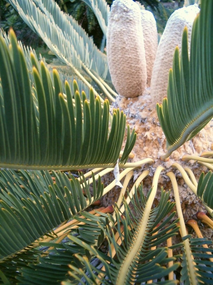 Цикас саговая пальма