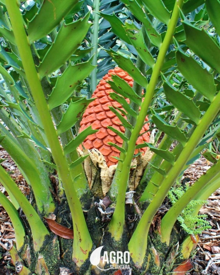 Encephalartos ferox