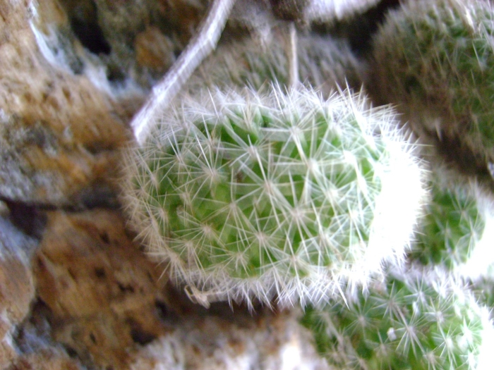Mammillaria sphacelata