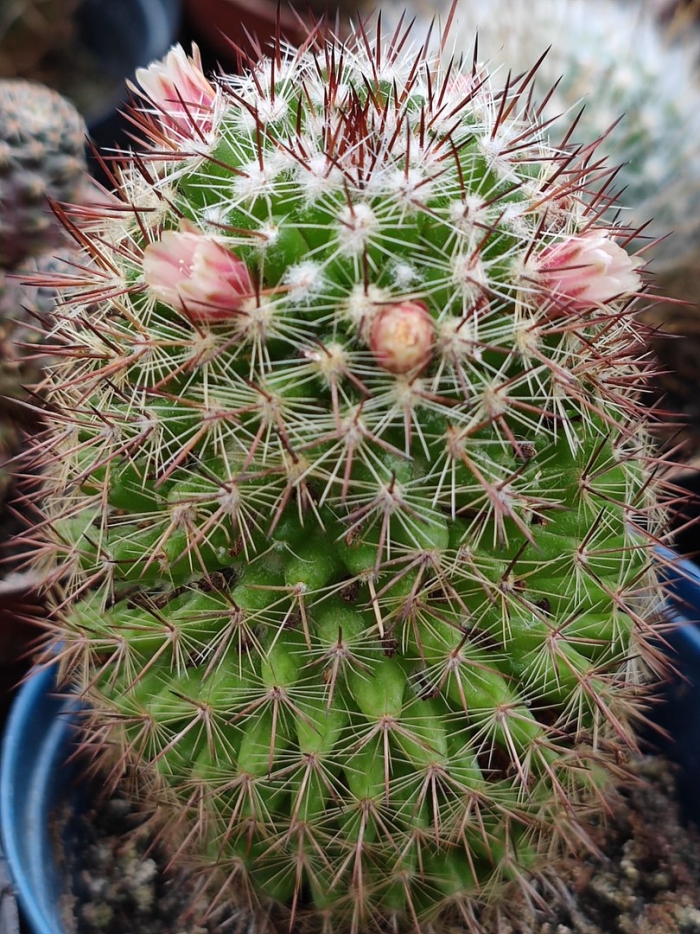 Mammillaria spinosissima