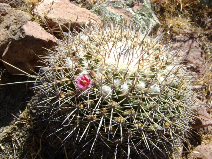 Mammillaria pettersonii
