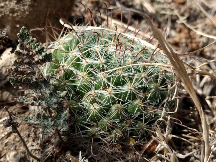 Mammillaria crinita
