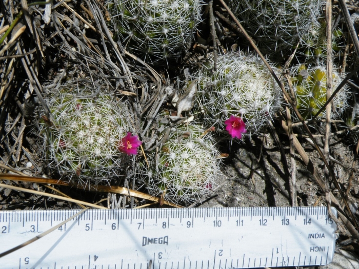 Маммиллярия шумани инермис