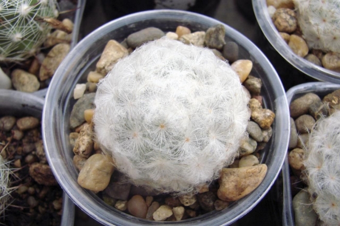 Mammillaria plumosa