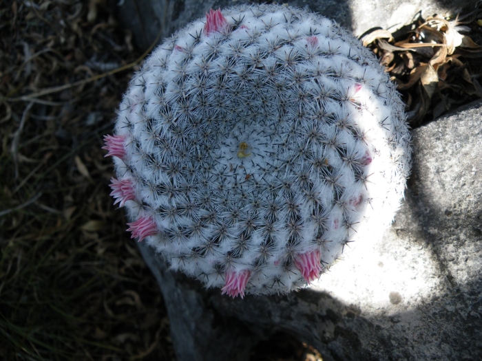 Маммиллярия бокасанская