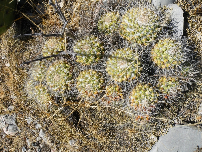 Mammillaria nejapensis