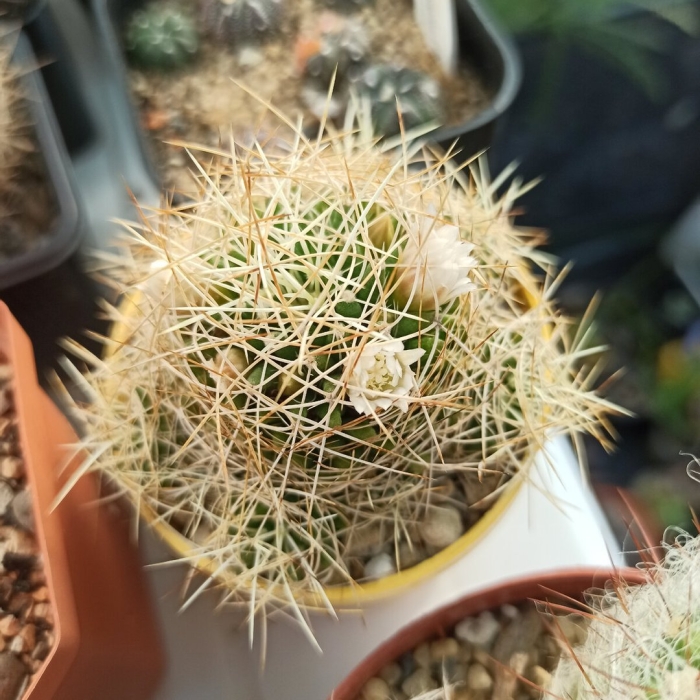 Маммиллярия камптотриха