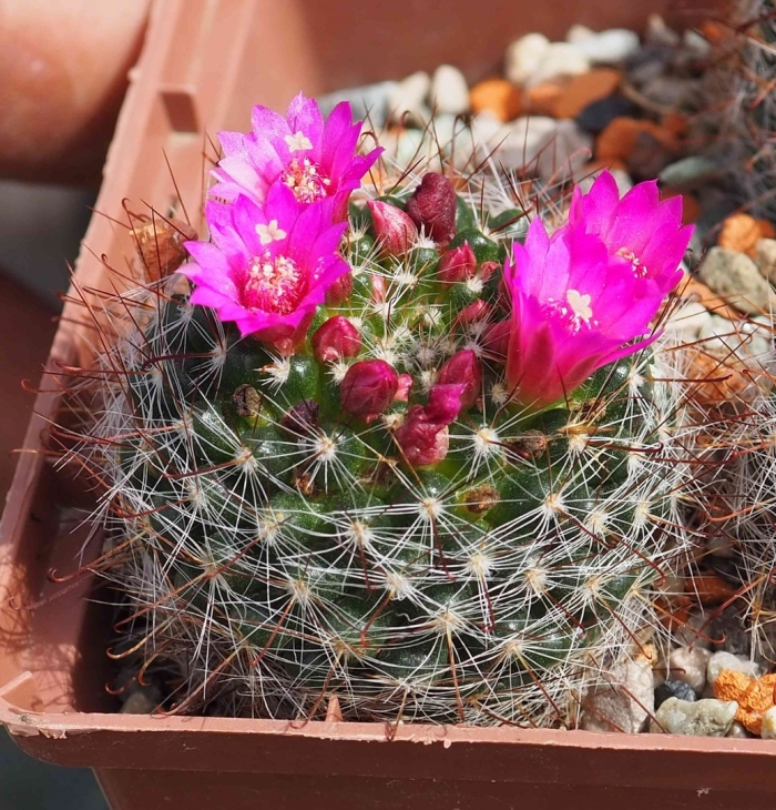 Маммиллярия zeilmanniana