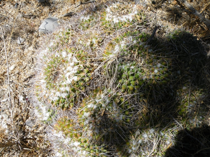 Маммиллярия шейдвелардиана жемчужина