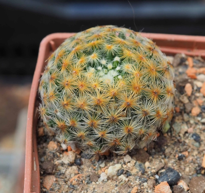 Маммиллярия кармен