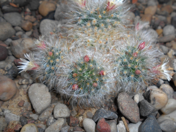 Маммиллярия бокасана