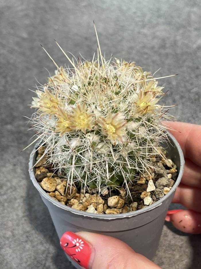 Mammillaria hahniana