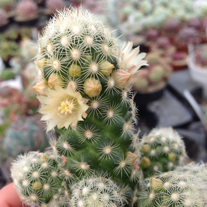 Маммиллярия элонгата кактус