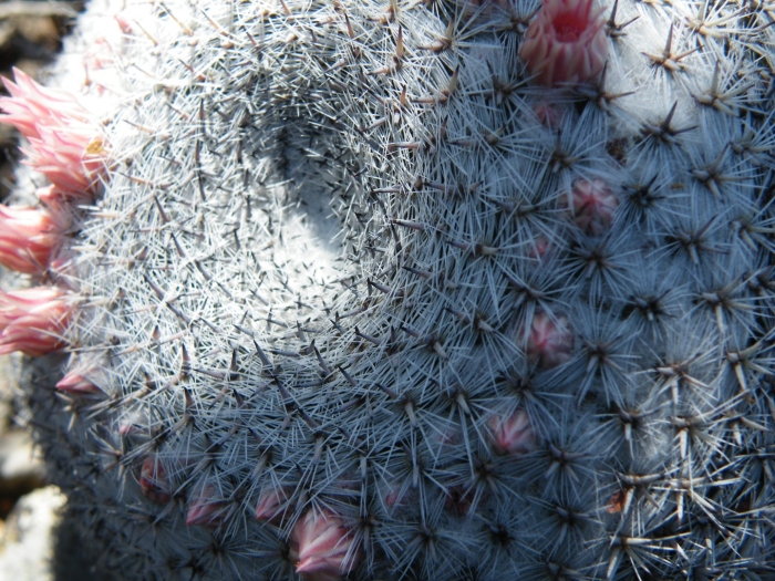 Маммиллярия фрайлеана