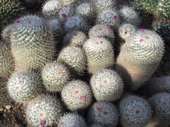 Маммиллярия бревиплюмоза