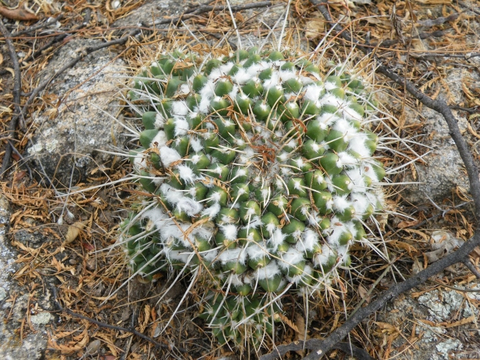 Маммиллярия летиция