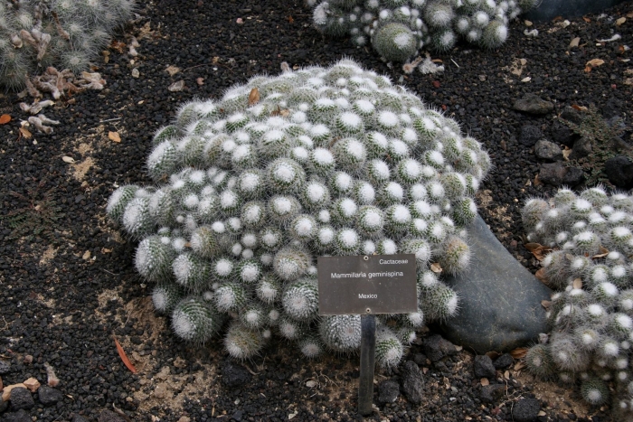 Кактус маммиллярия грацилис