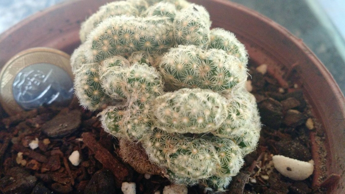 Маммиллярия элонгата