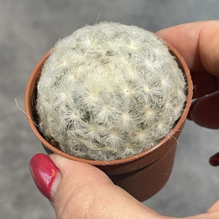 Кактус маммиллярия