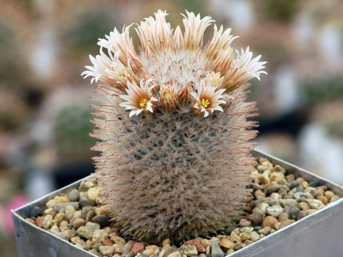 Mammillaria pennispinosa