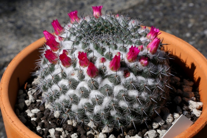 Mammillaria andersoniana