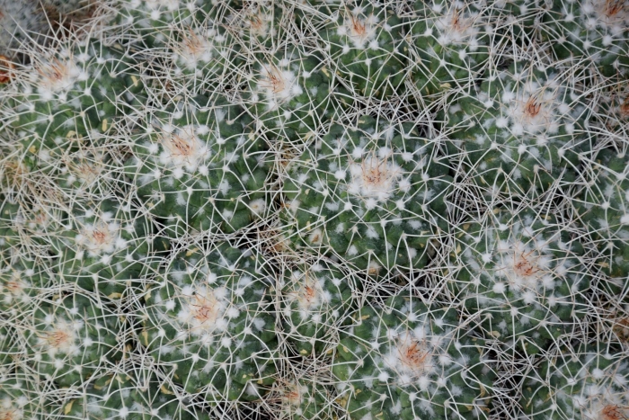 Mammillaria compressa