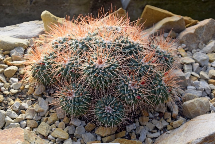 Маммиллярия бертольди