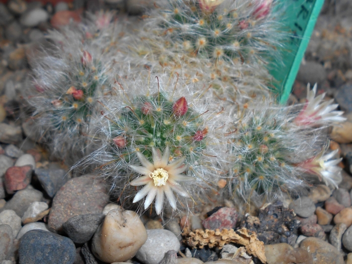 Маммиллярия бокасана