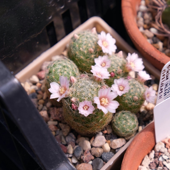 Маммиллярия schiedeana