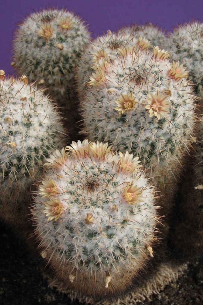 Маммиллярия белокудрая