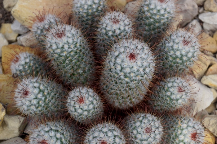 Mammillaria bombycina