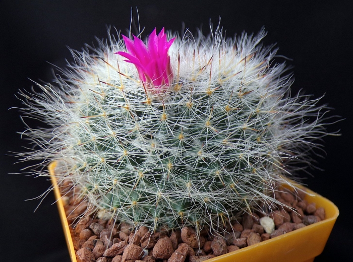 Кактус маммиллярия карвинского