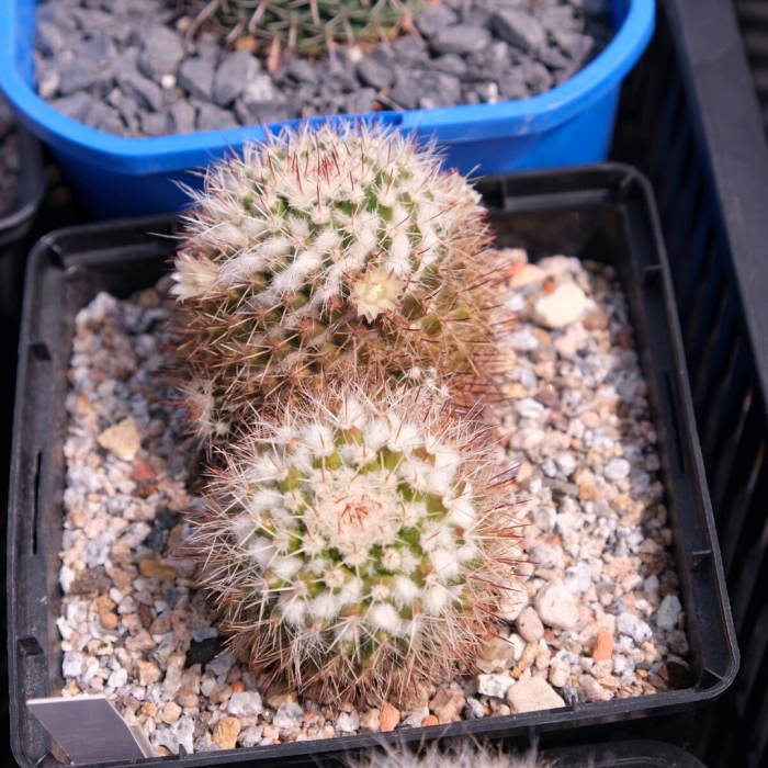 Mammillaria collinsii