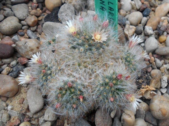 Mammillaria bocasana