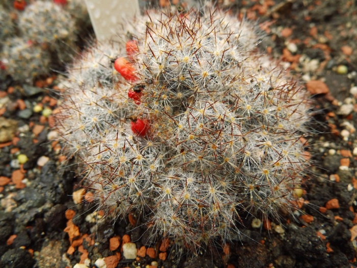 Маммиллярия побегоносная