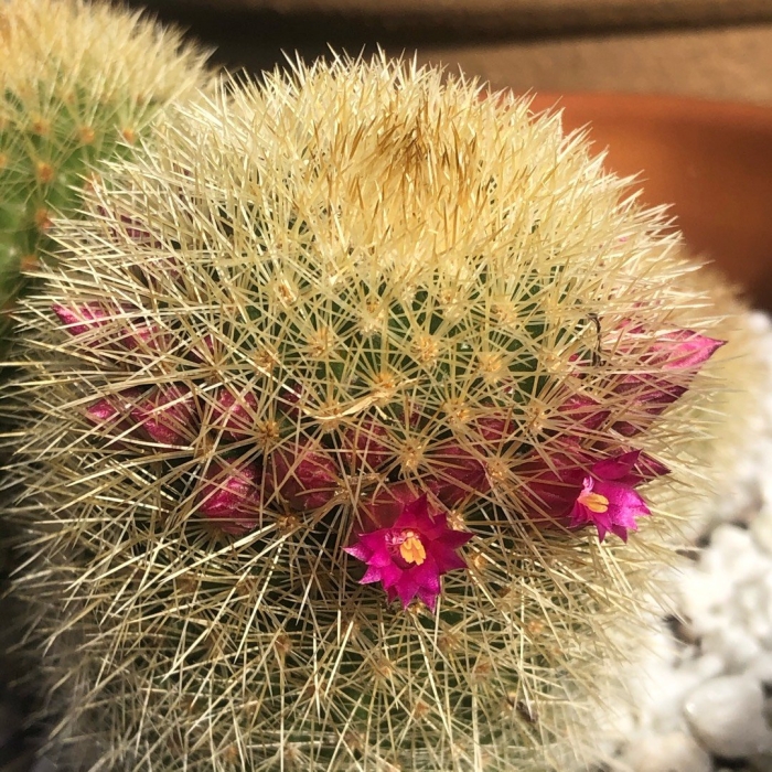 Маммиллярия спинозиссима