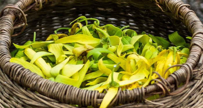 Иланг растение