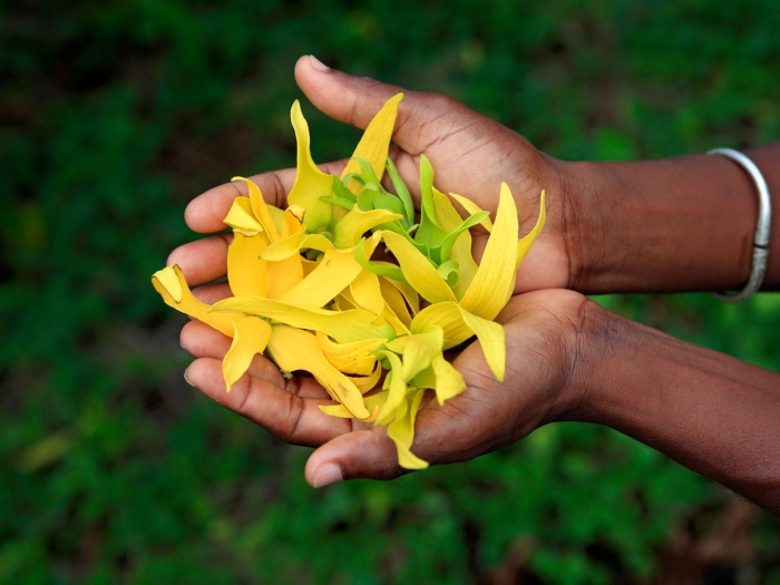 Цветок иланг