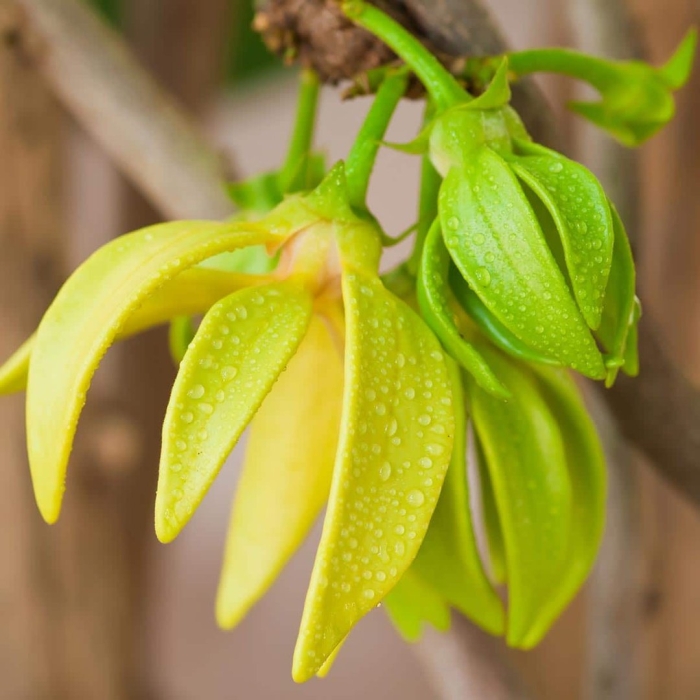 Иланг дерево